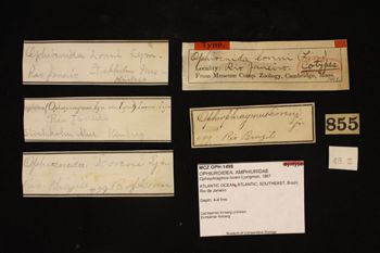 Media type: image; Invertebrate Zoology OPH-1498